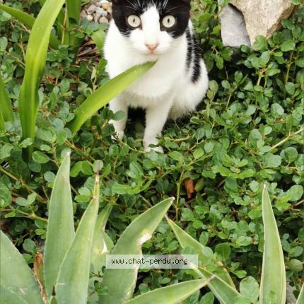 Foto 1/2 Joy Chat perdido en Saint barthelemy