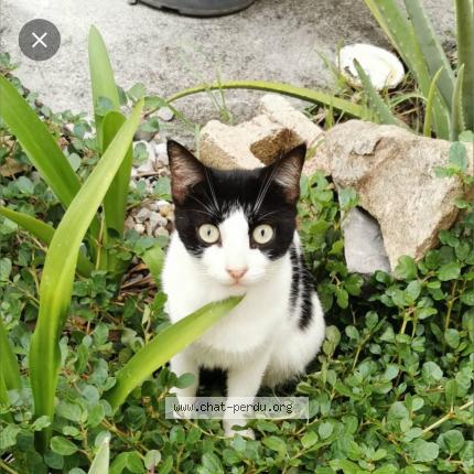 Foto 1/3 Joy Chat perdido en Saint barthelemy