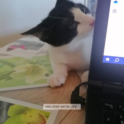 Foto 2/3 Joy Chat perdido en Saint barthelemy