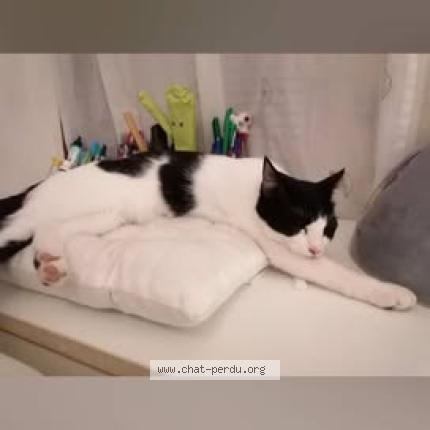 Foto 3/3 Joy Chat perdido en Saint barthelemy