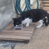 Foto de gato encontrado en Saint Barthelemy