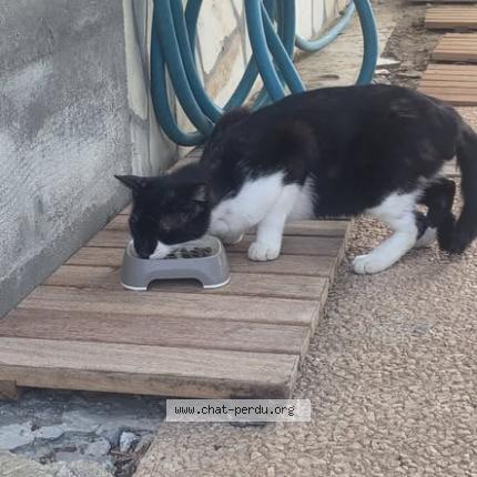 Foto 1/1 Gato encontrado Encontrado en Saint barthelemy
