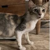 Foto del gato perdido en Saint Barthelemy