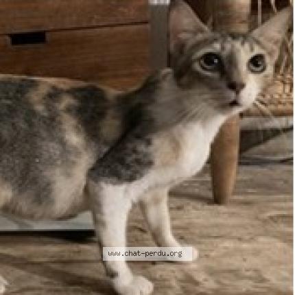 Foto 1/1 Médea Chat perdido en Saint barthelemy