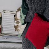 Foto del gato perdido en Valence