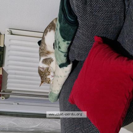 Foto 1/1 Muezza Chat perdido en Valence