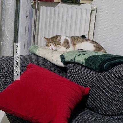 Foto 1/1 Muezza Chat perdido en Valence