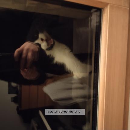 Foto 1/1 Gato encontrado Encontrado en Toulouse