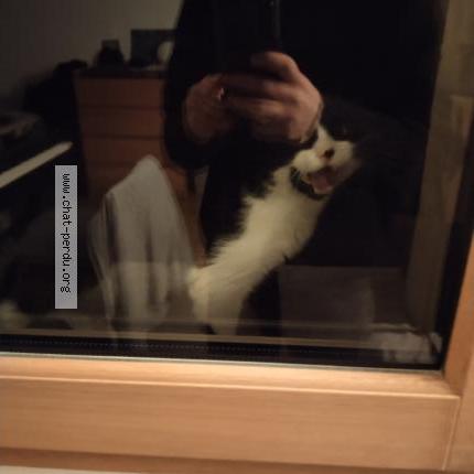 Foto 1/1 Gato encontrado Encontrado en Toulouse