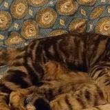 Foto del gato perdido en Rouen