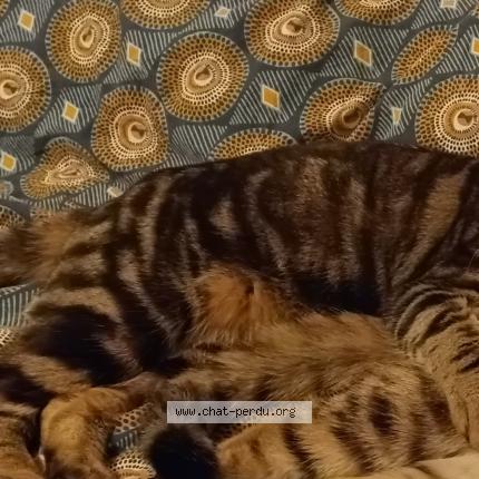 Foto 1/1 Ali Chat perdido en Rouen