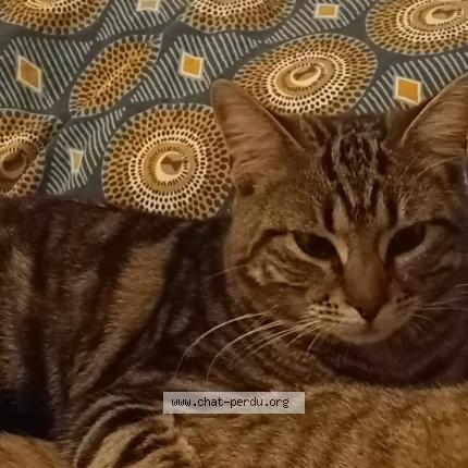 Foto 1/1 Ali Chat perdido en Rouen