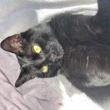 Foto del gato perdido en Sotteville Les Rouen