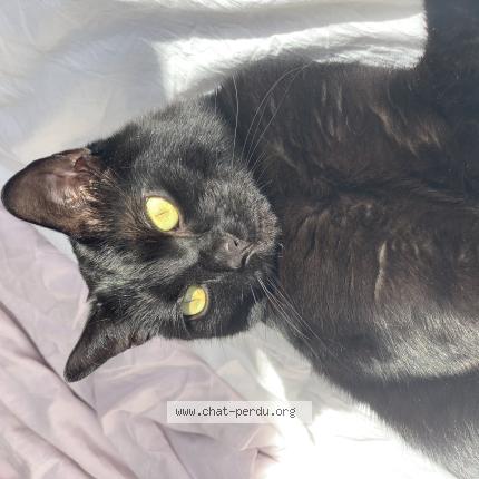 Foto 1/1 Cookie Chat perdido en Sotteville les rouen