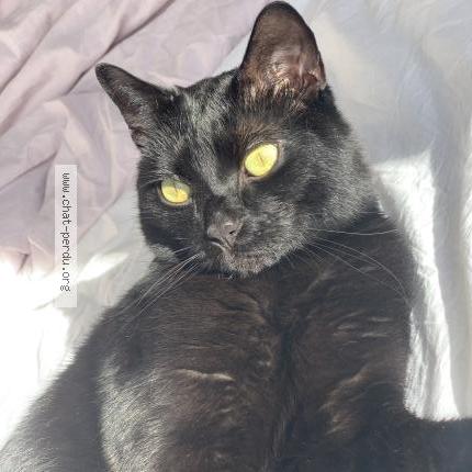 Foto 1/1 Cookie Chat perdido en Sotteville les rouen