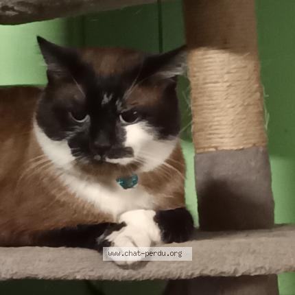 Foto 1/1 Gribouille Chat perdido en Denain 59220