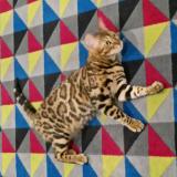 Foto del gato perdido en Joinville Le Pont