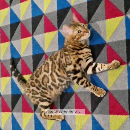 Foto 1/1 Tallia Chat perdido en Joinville le pont