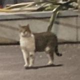 Foto de gato encontrado en Boulogne Billancourt