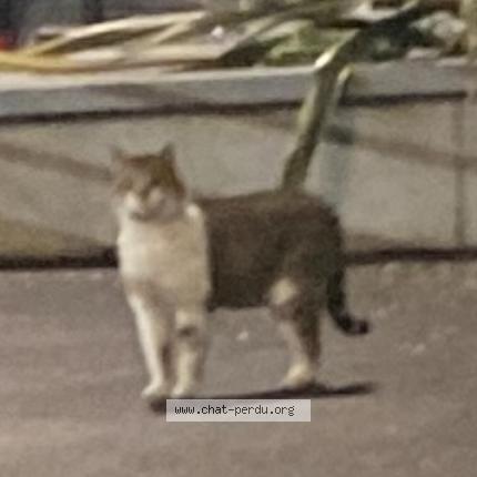 Foto 1/1 Gato encontrado Encontrado en Boulogne billancourt