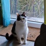 Foto del gato perdido en Athis Mons