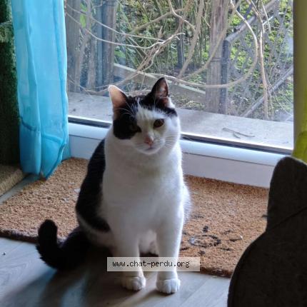 Foto 1/1 Nefy Chat perdido en Athis mons