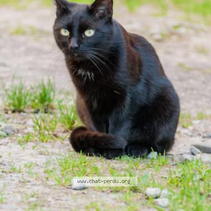 Foto 1/1 Nelya Chat perdido en Castelnau le lez