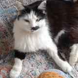 Foto de gato encontrado en Sance