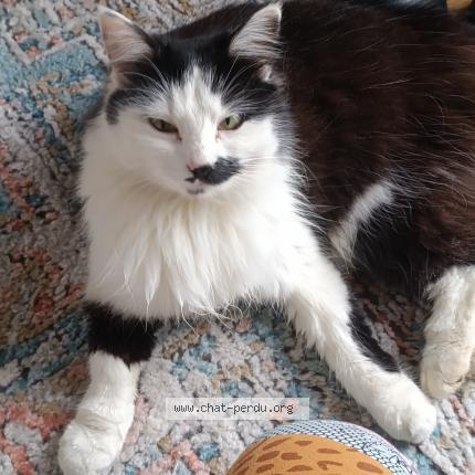 Foto 1/1 Gato encontrado Encontrado en Sance