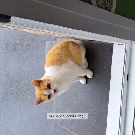 Foto 1/1 Mali Chat perdido en Merville