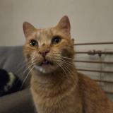 Foto del gato perdido en Verlaine