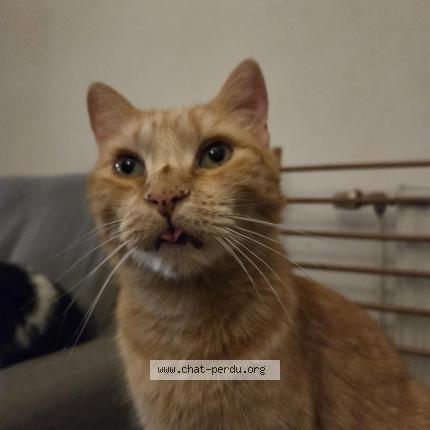 Foto 1/1 Fanta Chat perdido en Verlaine