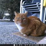 Foto del gato perdido en Vercorin