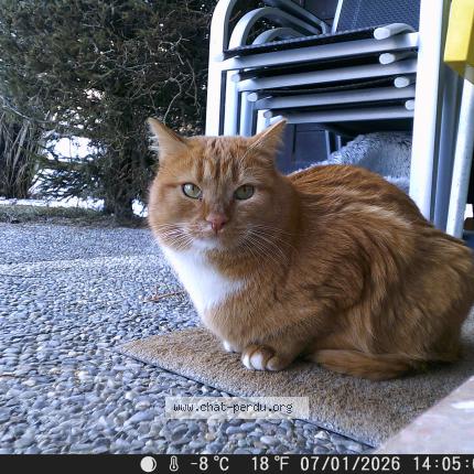 Foto 1/1 Chipolata dit Chipole Chat perdido en Vercorin