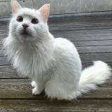 Foto del gato perdido en Grone