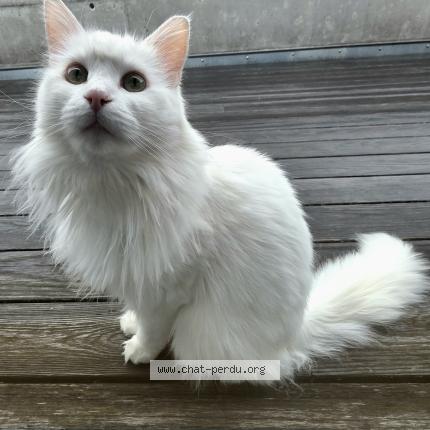 Foto 1/1 Nova Chat perdido en Grone