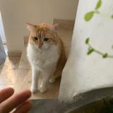 Foto del gato perdido en La Fare Les Oliviers