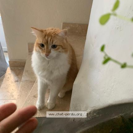 Foto 1/1 Annie Chat perdido en La fare les oliviers