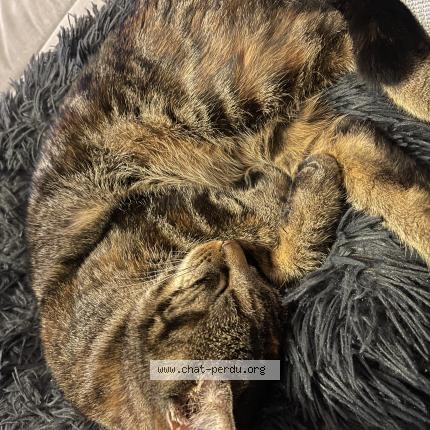 Foto 1/1 Wifie Chat perdido en Maisoncelles du maine