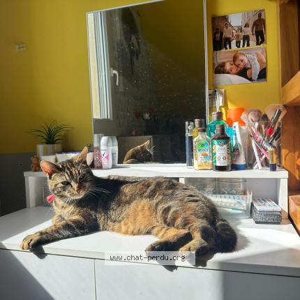 Foto 1/1 Wifie Chat perdido en Maisoncelles du maine