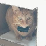 Foto del gato perdido en Fontenay Aux Roses