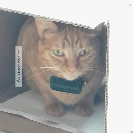 Foto 1/1 Miyasaki Chat perdido en Fontenay aux roses