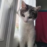 Foto del gato perdido en Bourg En Bresse