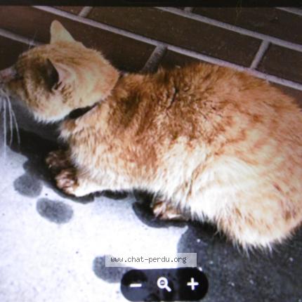 Foto 1/1 Gato encontrado Encontrado en Rouen