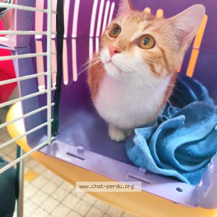Foto 1/1 Gato encontrado Encontrado en Montauban