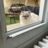 Foto del gato perdido en Langon