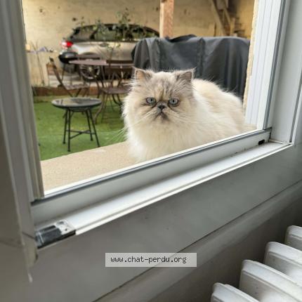 Foto 1/1 Vénus Chat perdido en Langon