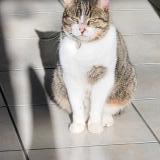 Foto del gato perdido en Cholet