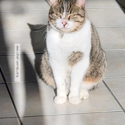 Foto 1/1 Mew Chat perdido en Cholet