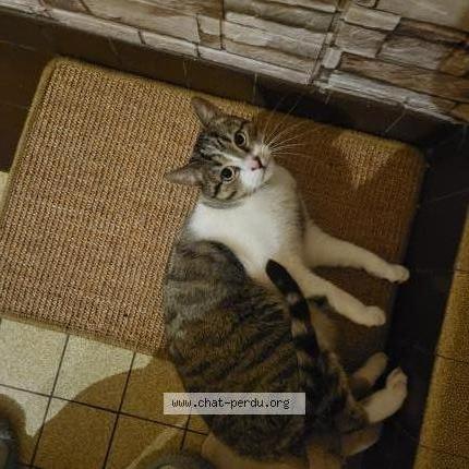 Foto 1/1 Mew Chat perdido en Cholet